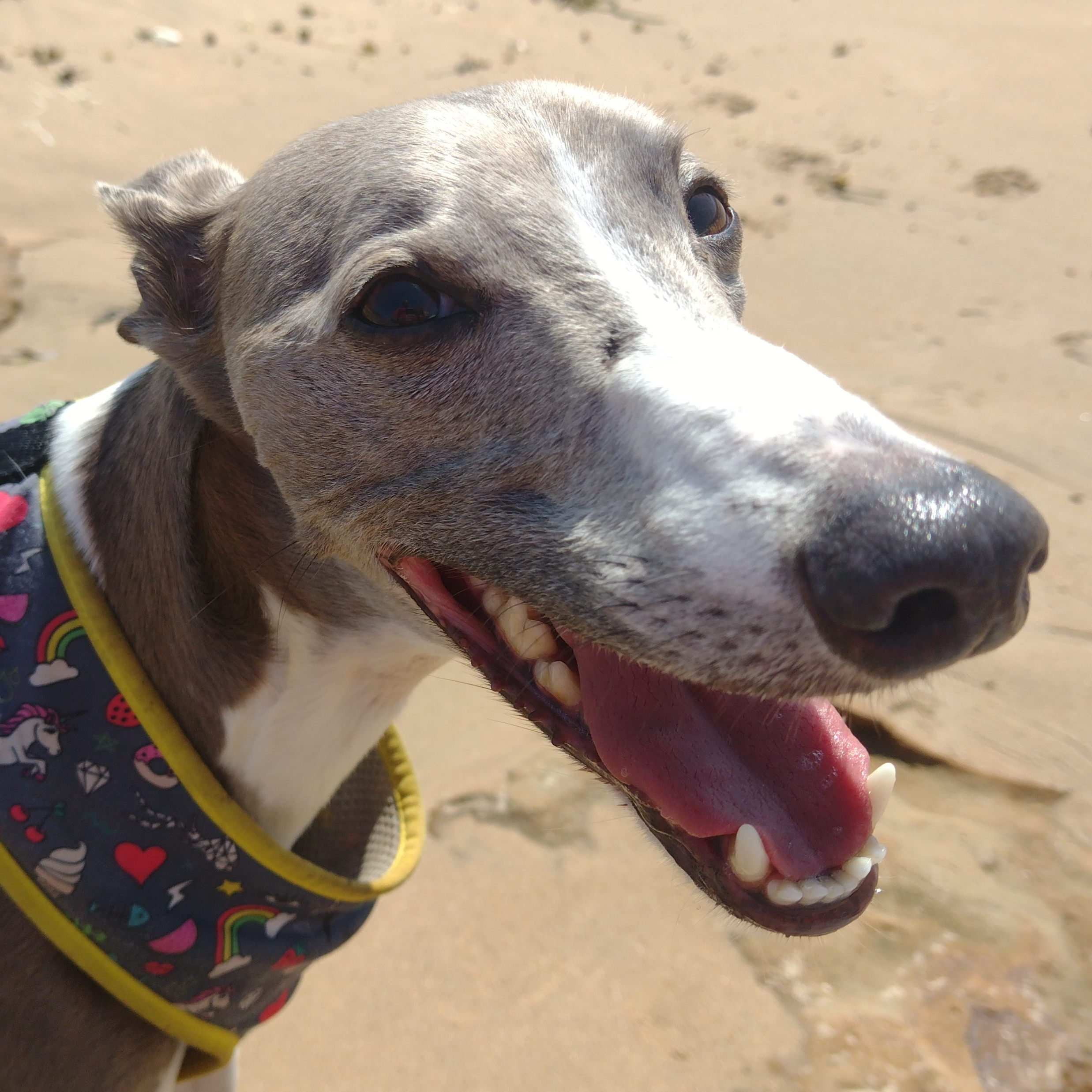 Whippet smiling on the beach